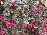 6d966ffc-20181115 Loropetalum.jpg
